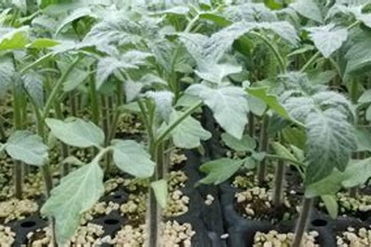 西红柿浇水施肥的正确方法？