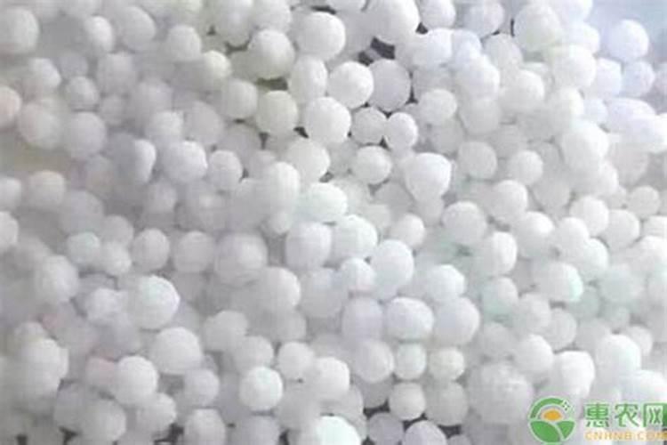大白菜可以用尿素追肥吗(怎样给大白菜追尿素的正确方法)
