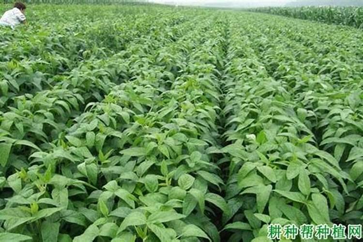 一亩大豆需要施多少化肥