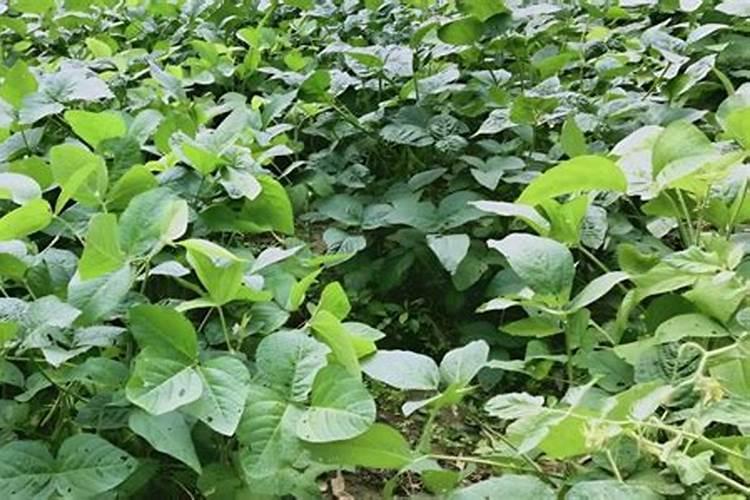 黄豆每亩需要施多少斤肥料？