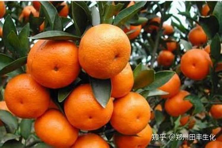 沃柑全年施肥时间表