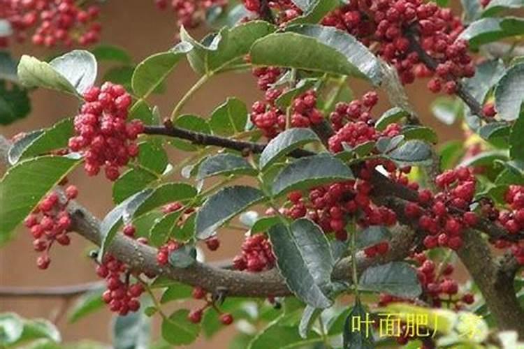 东北三月移植果树可以吗？