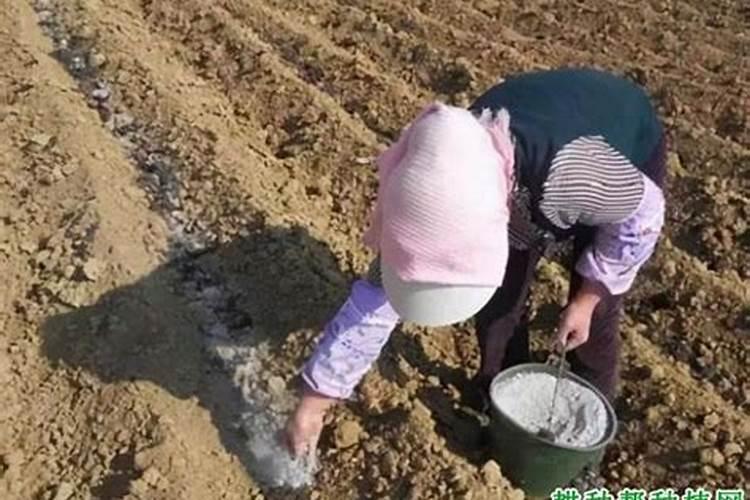 大蒜3月份可以浇水施肥吗