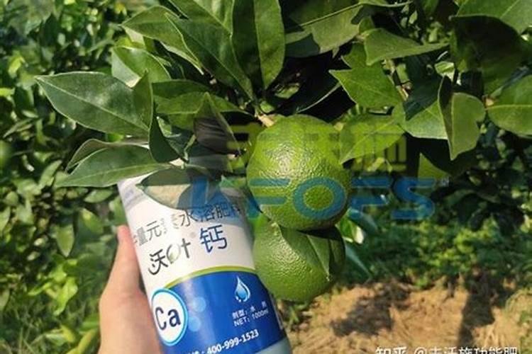 钙肥冲施滴灌好还是叶面喷施好？