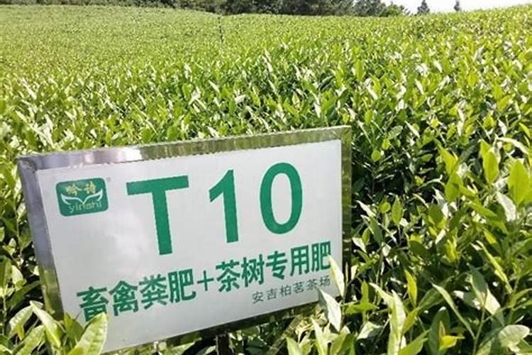 茶叶施磷肥选什么肥