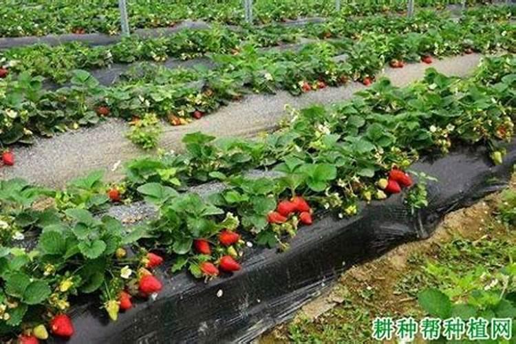 草莓施肥用什么肥草莓施肥时间方法