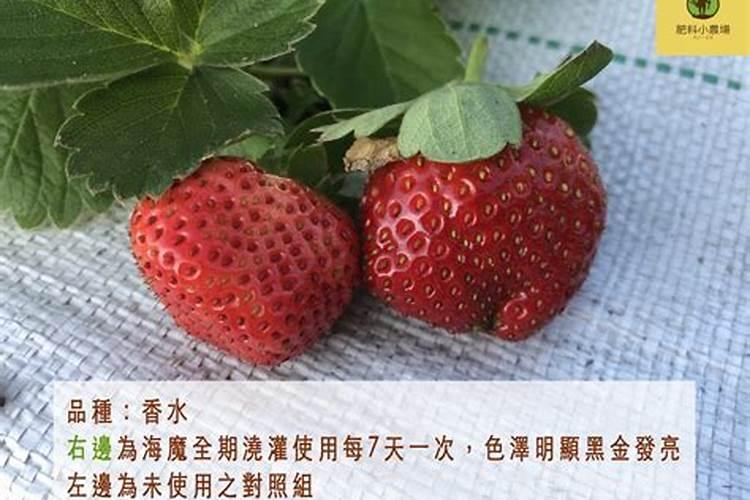 草莓施什么肥草莓怎么施肥