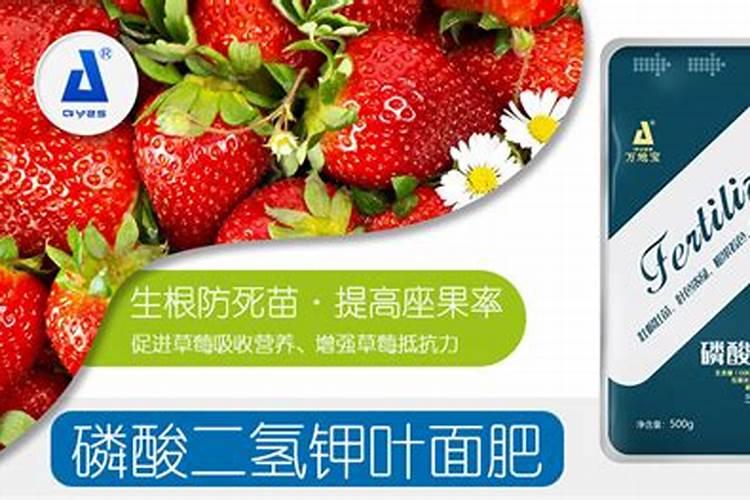 玉米滴灌种植施肥技术