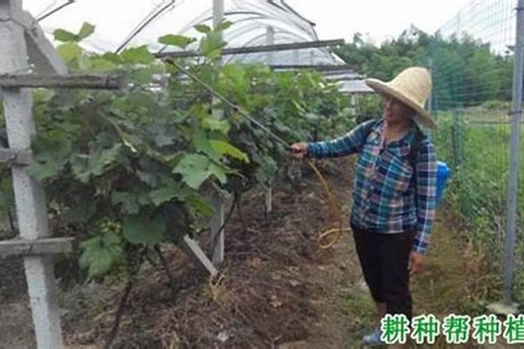玉米滴灌种植施肥技术