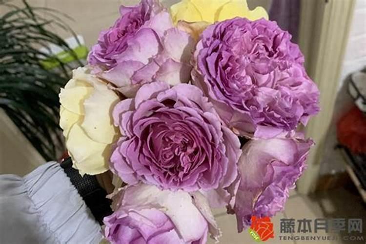 玉米种植膜下滴灌栽培技术 玉米怎么养殖能高产