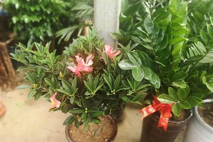 山茶花开花时能施肥吗,开花期施什么肥
