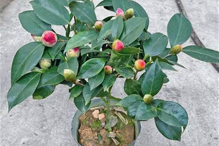 山茶花开花时能施肥吗,开花期施什么肥