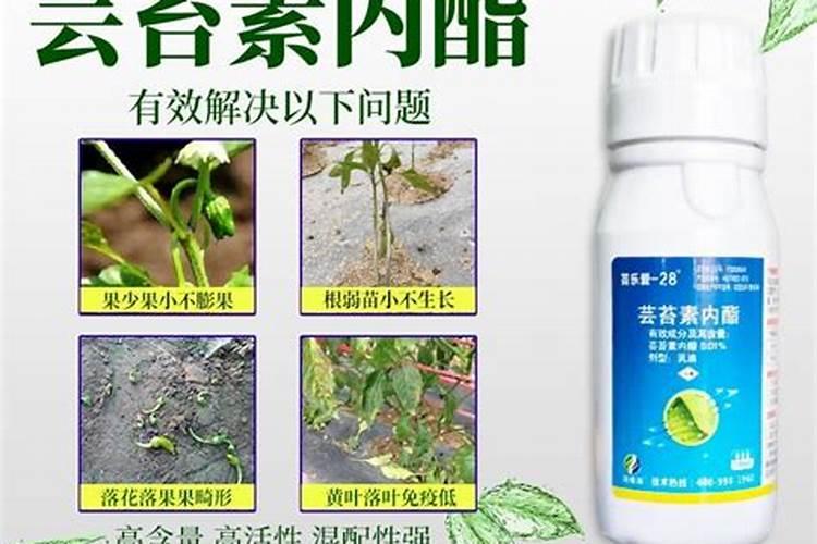 芸苔素对施肥过量有用么