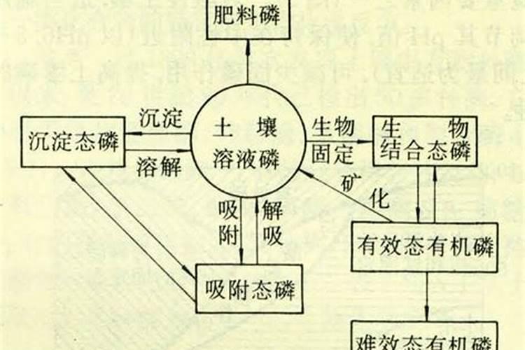 磷肥在土壤中的转化