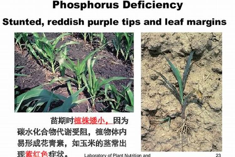 磷素肥料的施用原则是什么 磷素肥料在土壤中会怎么样