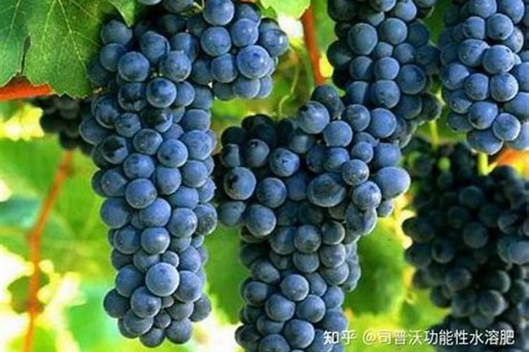 用树叶可以发酵出虫子么