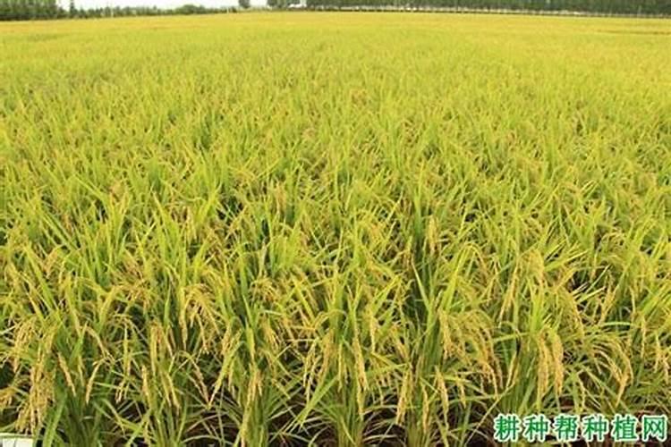 怎么把树叶做成花的肥料