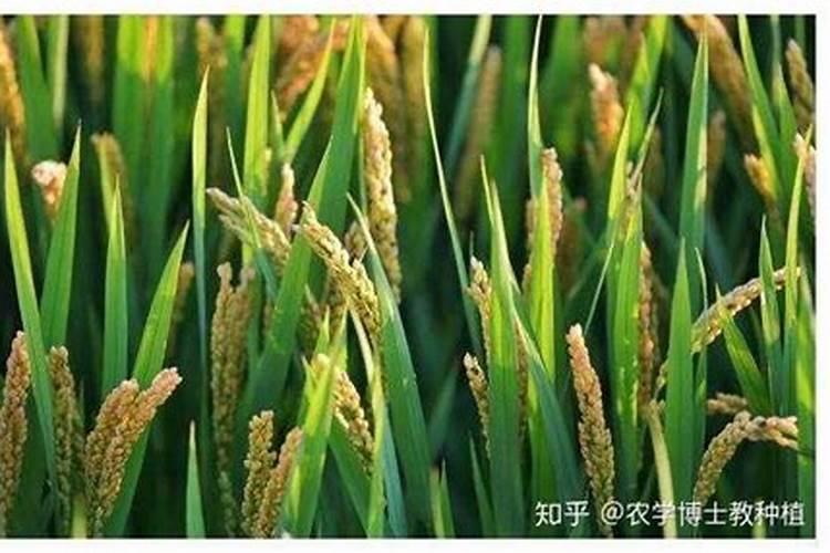 今天8月16号盐城地区水稻根系不好,现在能用芸苔素吗？