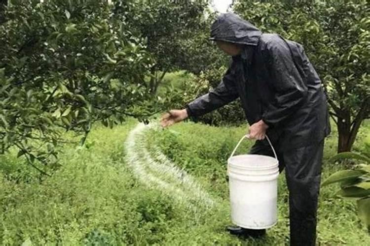 棉花施什么肥最好