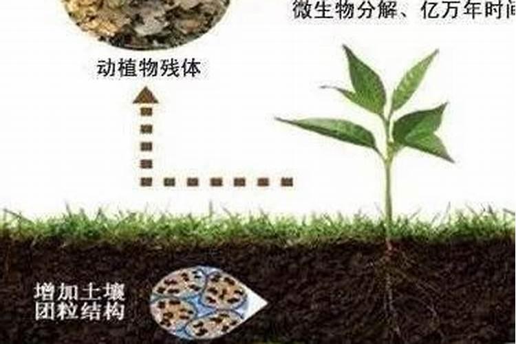腐殖酸的性质与用途