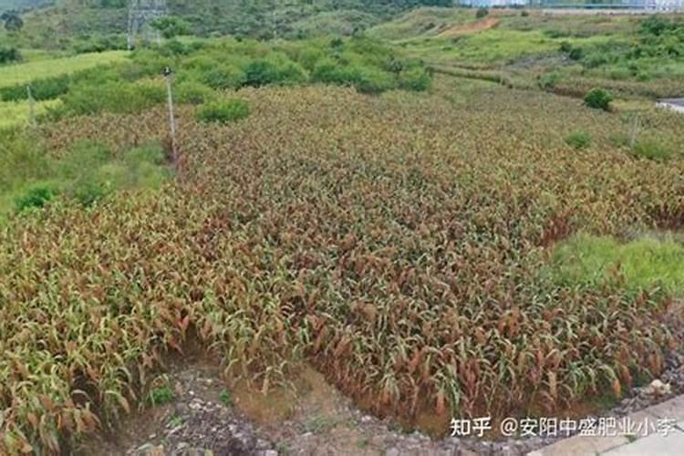 高粱苗前苗后封闭除草技术及注意事项 荔枝病害专用叶面肥