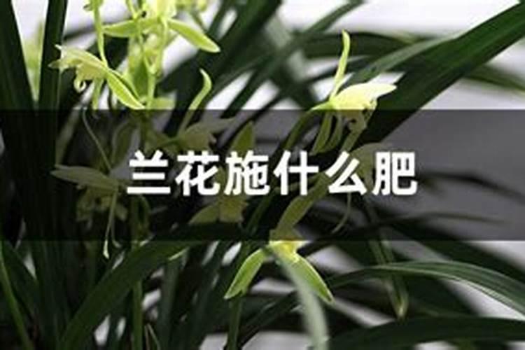 兰花什么时候施肥最好 兰花施肥用什么肥最好(氮磷钾肥)