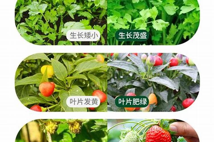 兰花施磷酸二氢钾的方法