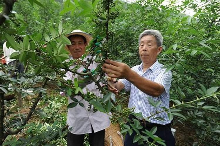 果树一至二月份开花几月份施硼肥合适、