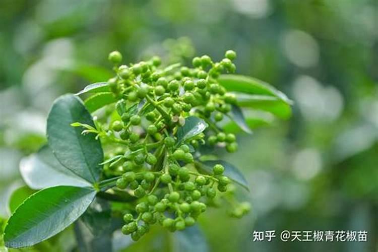 草坪上胶复合肥吗