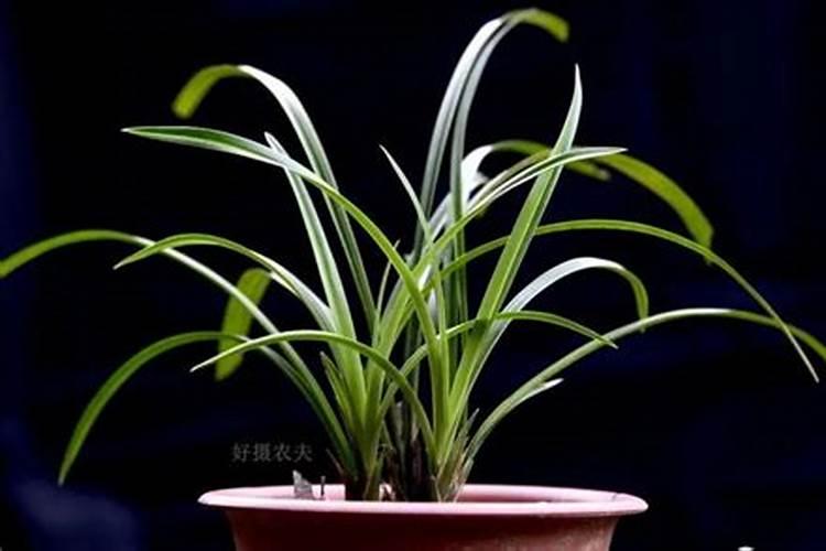 种的草坪可以撒复合肥吗