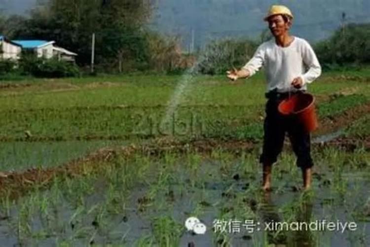 草坪复合肥一亩施多少