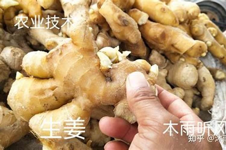 水分对甜椒很重要,甜椒浇水要注意什么？