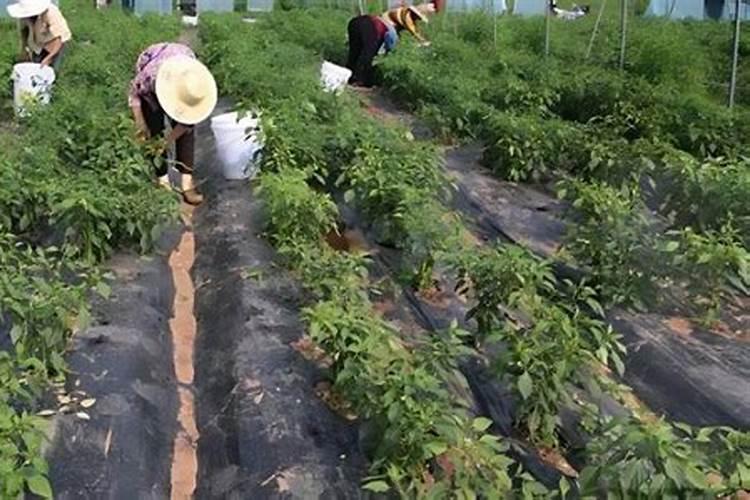 想要辣椒高产怎么施肥(辣椒怎样追肥能结果产量高)