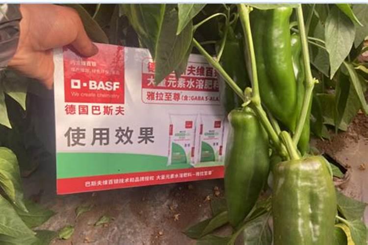 辣椒种植多久施肥不烧根