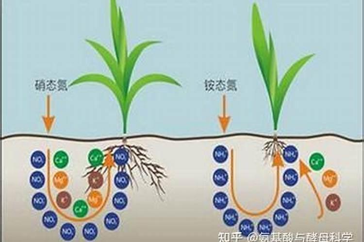 尿素是什么种类的肥料