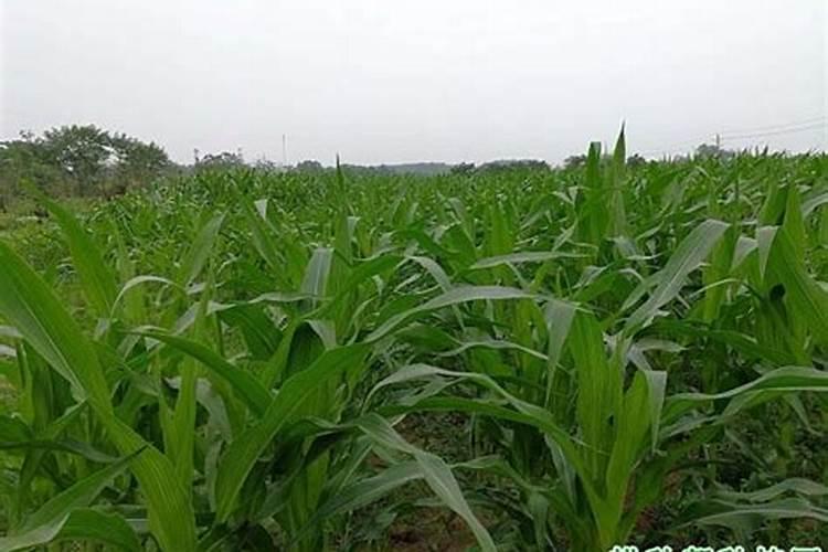 玉米施追肥的最佳时间(玉米什么时候追肥,能追几次肥)
