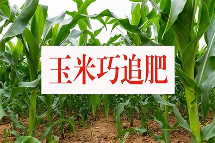 玉米追肥是雨前还是雨后好？什么时候是最佳的追肥时间？