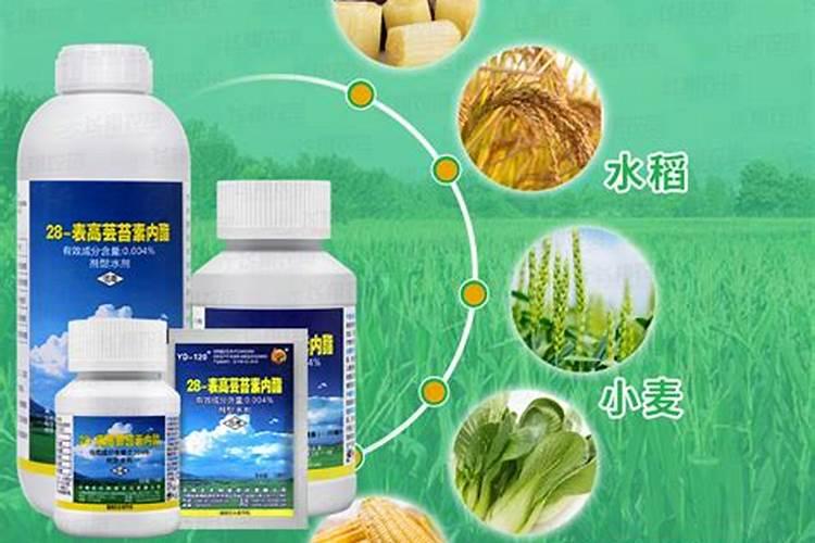 小麦拌种能用芸苔素内酯吗(小麦拌种用芸苔素有什么好处)