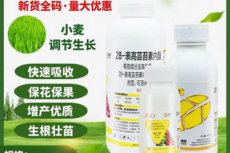 小麦打芸苔素好吗 小麦打芸苔素是否可以