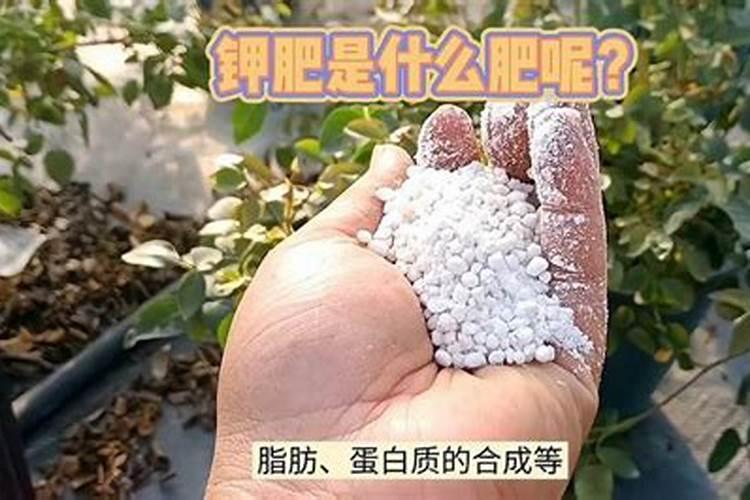 膨果用氮肥还是钾肥