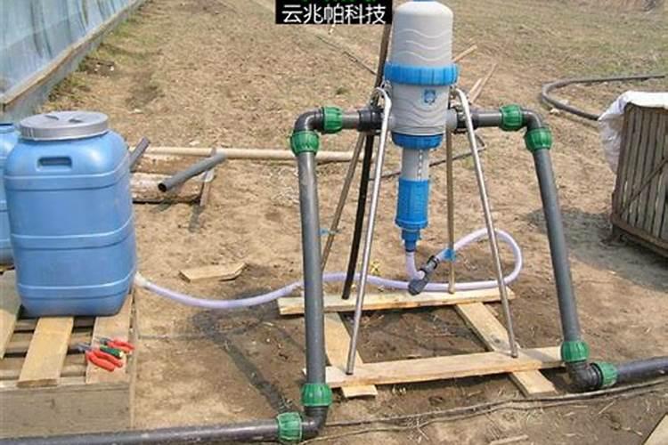 虎皮兰怎么养护加速生长