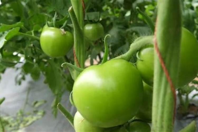 菊花喜水吗 属于喜水植物吗