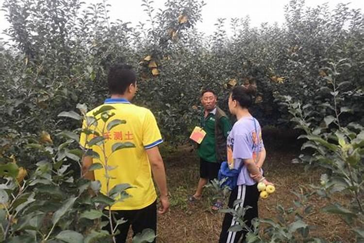 果树套袋后的保叶方法 怎么施肥比较好