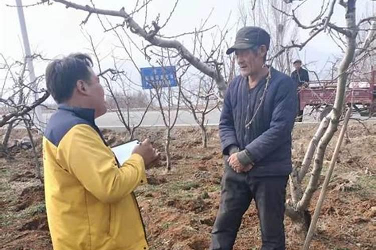 果树叶面喷肥注意事项