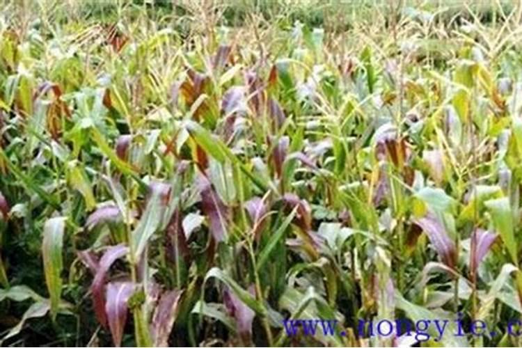 老师玉米在缺磷的情况下会表现出什么症状来？
