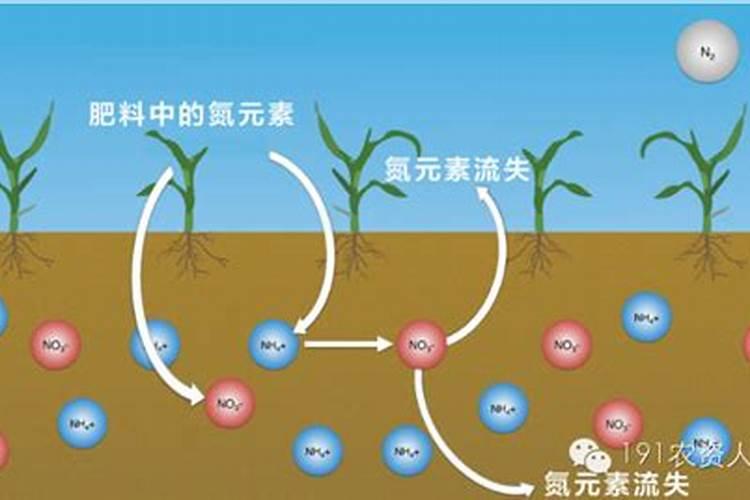 一盆花放几粒有机肥