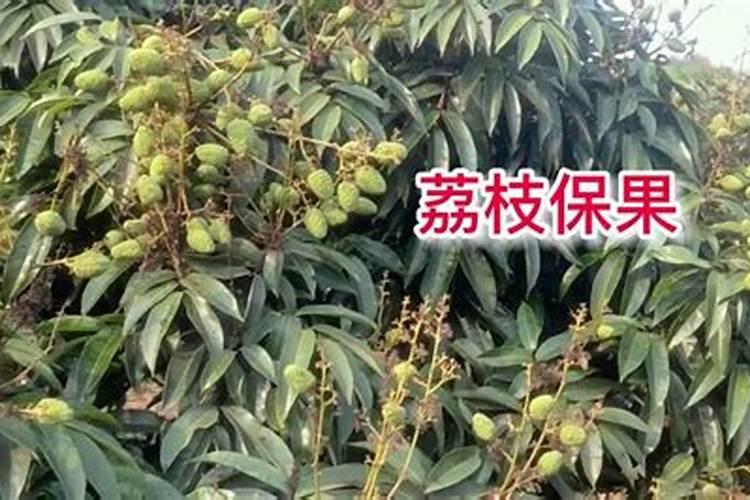 怎样给盆花施肥？