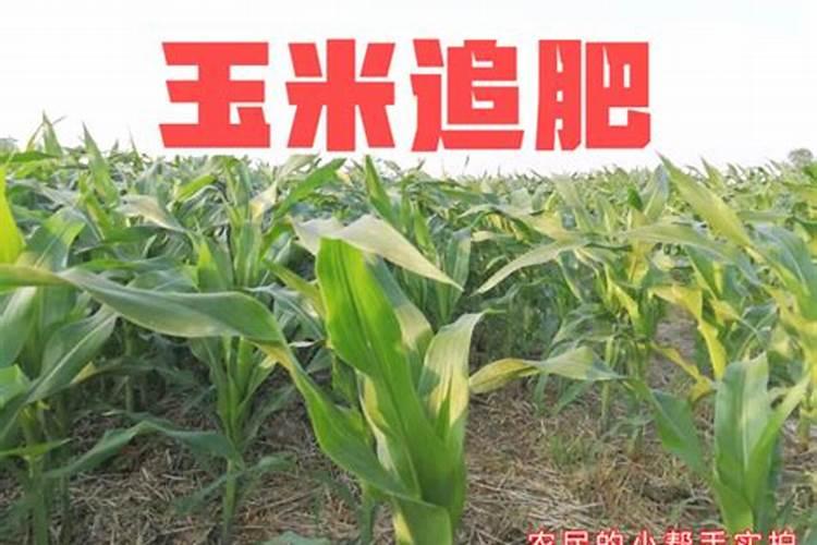 一盆花放几粒尿素盆栽花卉能用尿素吗