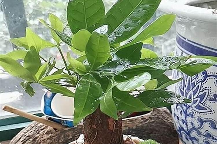 水溶复合肥在西瓜什么阶段使用？