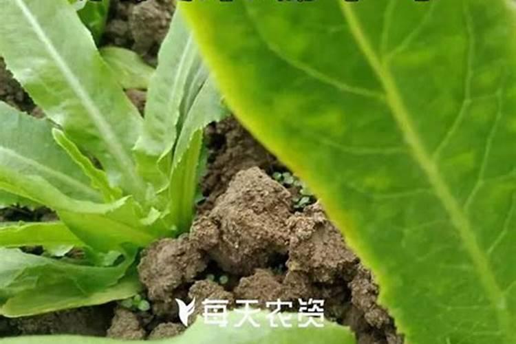 农业场景中白糖有着怎样不为人知的奇妙用途